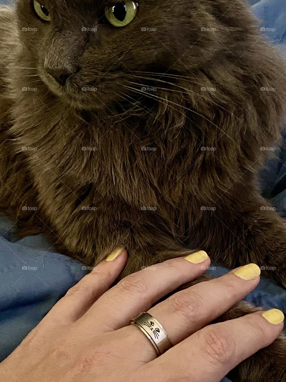 A cat and a hand with yellow fingernails and a ring