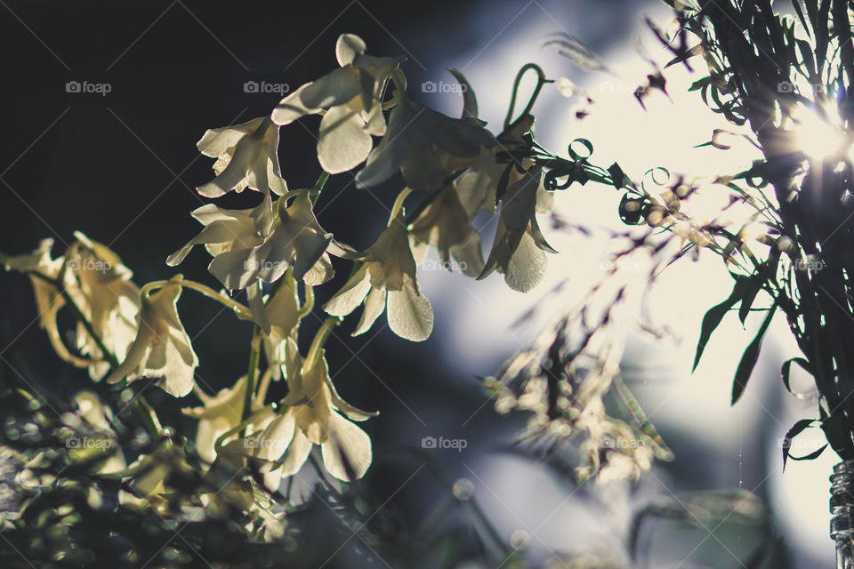Looking through white flower 