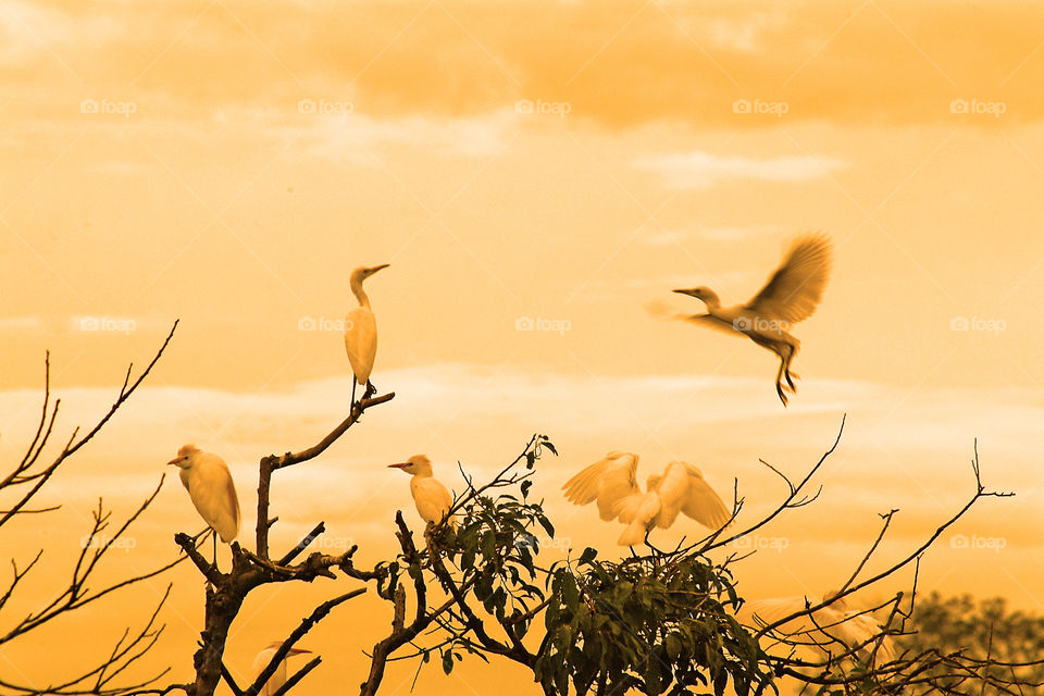 Sunset with herons in the Llanos Colombia