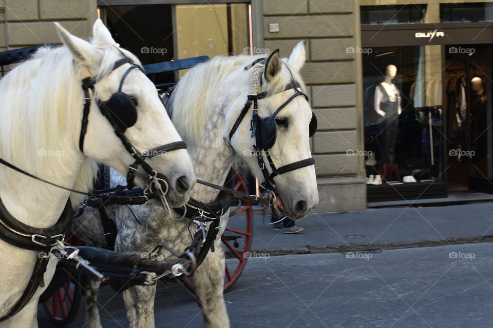 Horse and carriage in Florence, Italy.