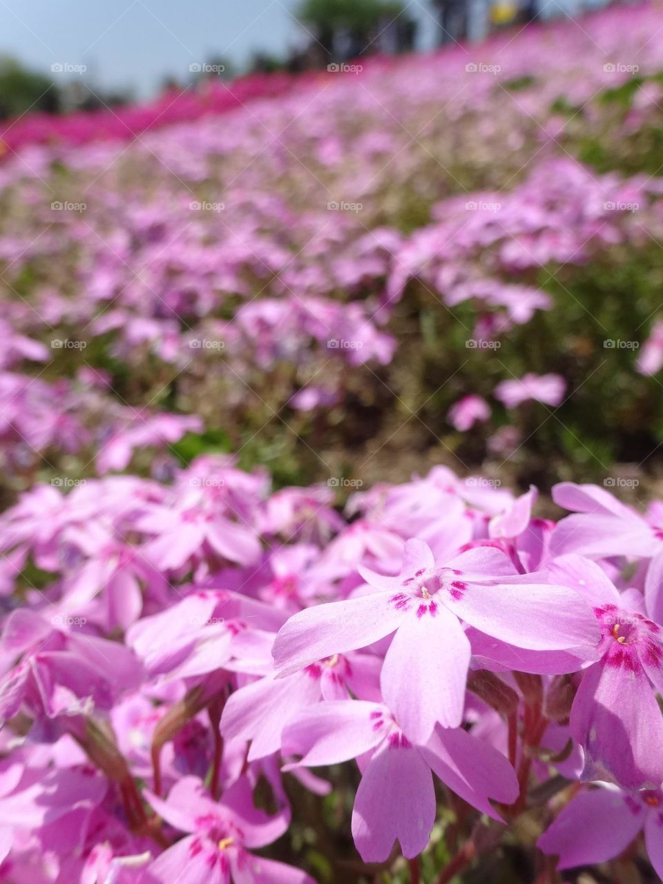 Up close and Delicate: Enchanting close-up of Pink Shibazakura at Chichibu Hitsujiyama Park 