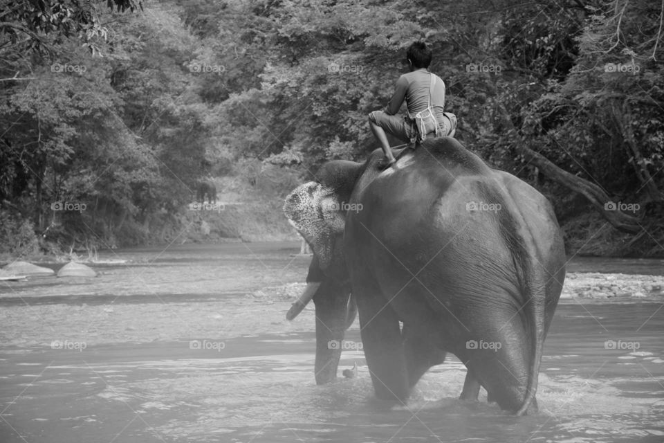 elephant asian