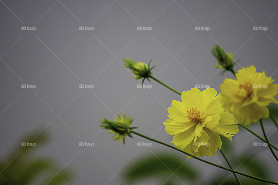 Yellow flower or Wedelia trilobata (L.) Hitchc in garden.