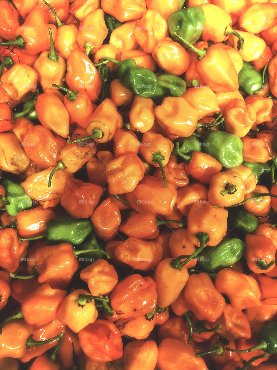 Habanero peppers 