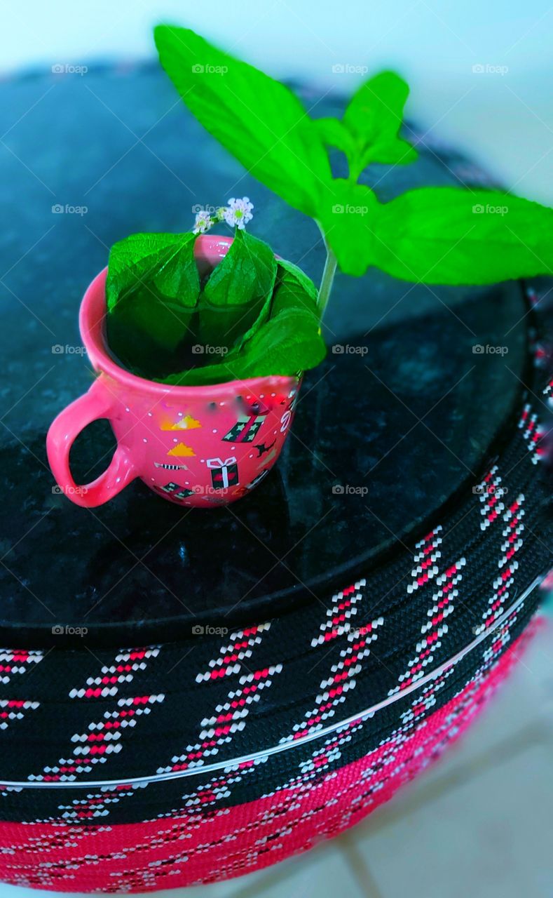 Chá natural, melissa natural