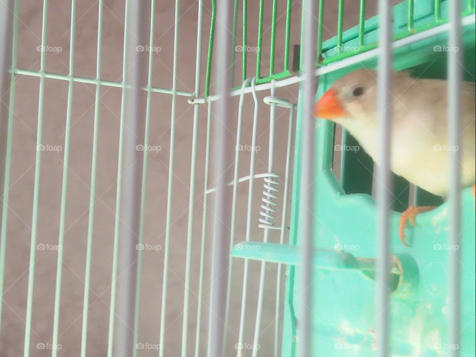  Colored birds inside the cage