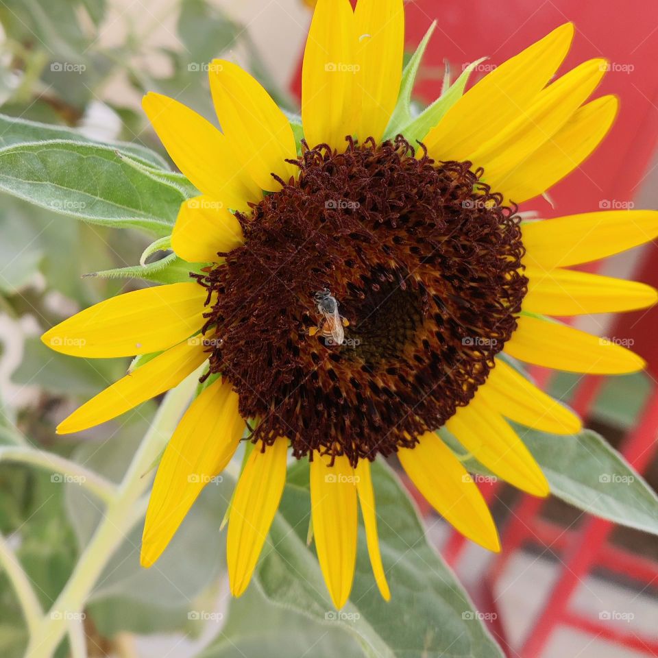 sunflower
