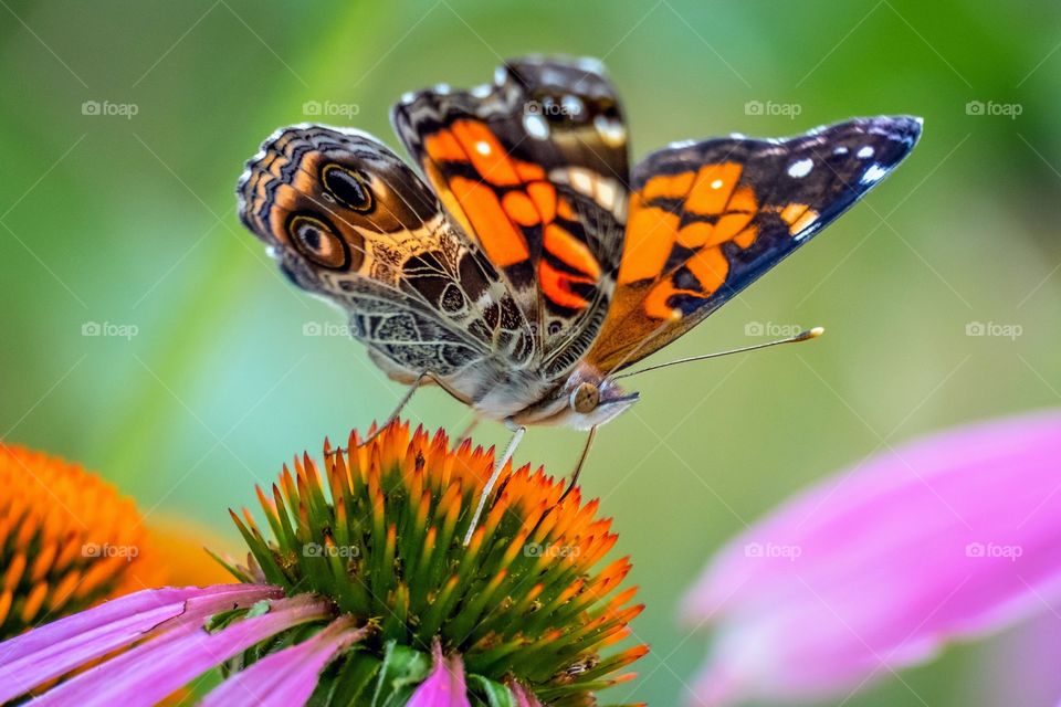 An American Painted Lady butterfly probes the “cone” of a coneflower in search of the sweet nectar v