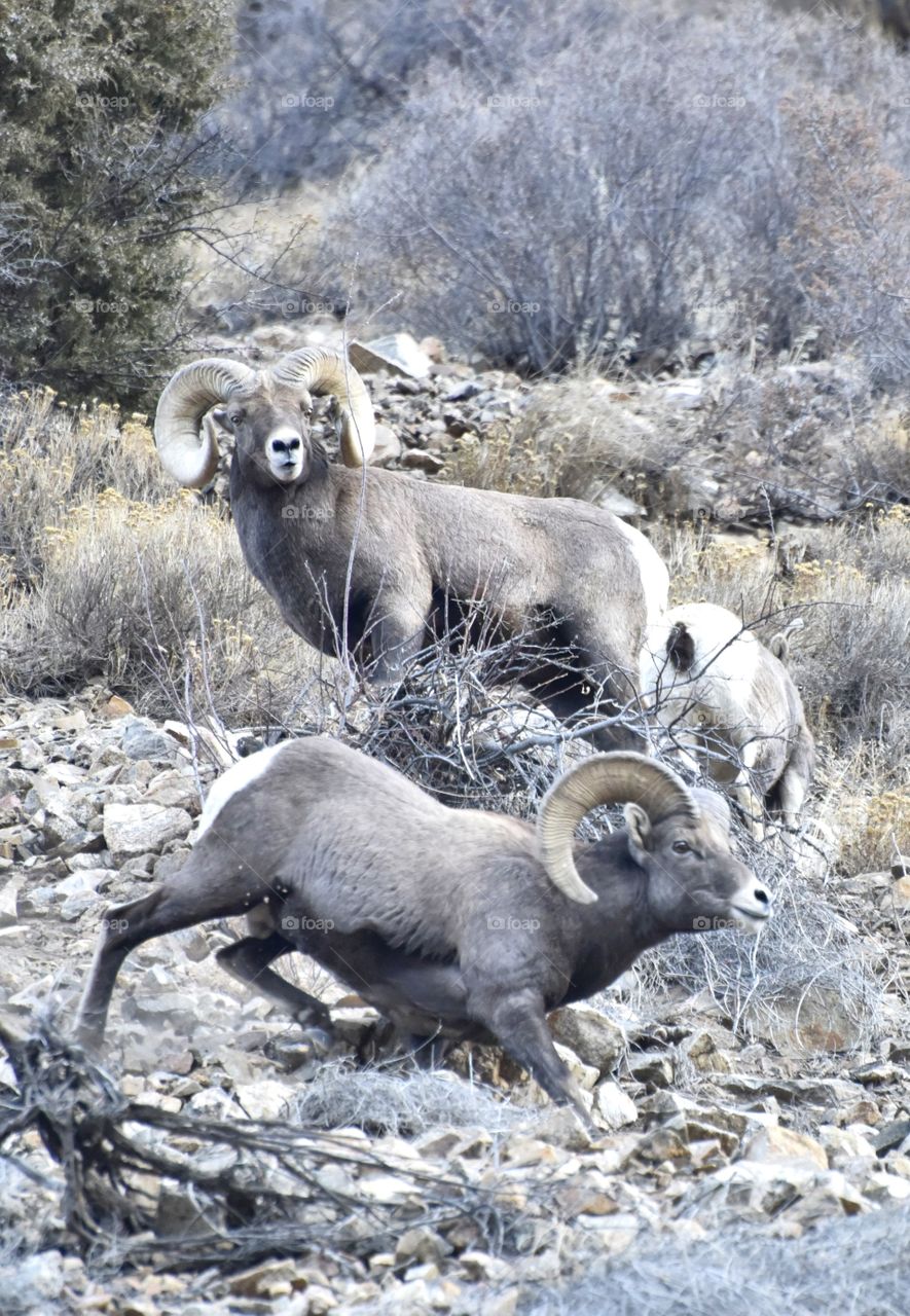 Two bighorn rams in a show of dominance. One of the rams is full curl. The other is younger. This is intense.