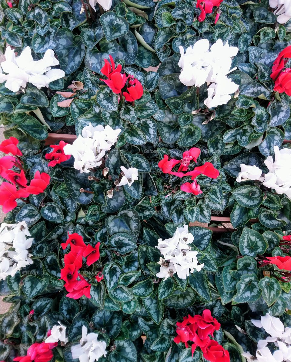 Red and white flowers