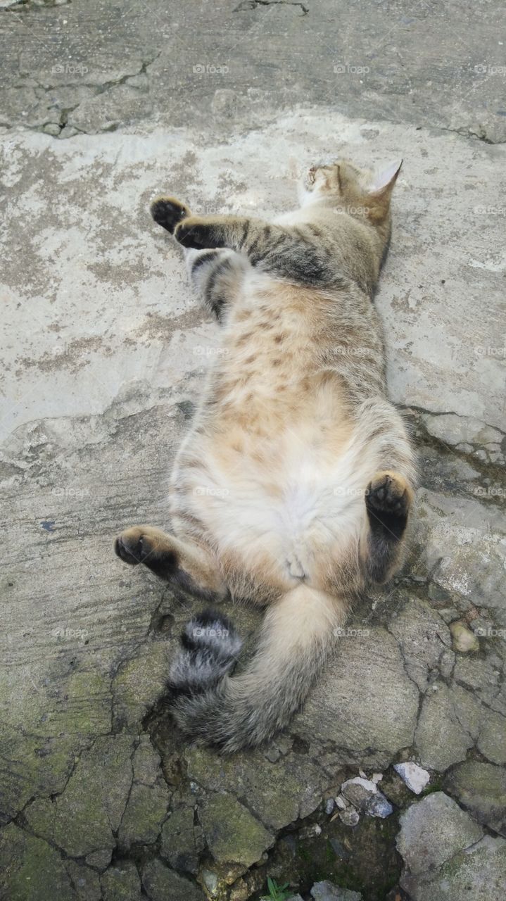 High angle view of tabby cat