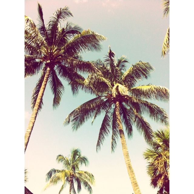 Palms