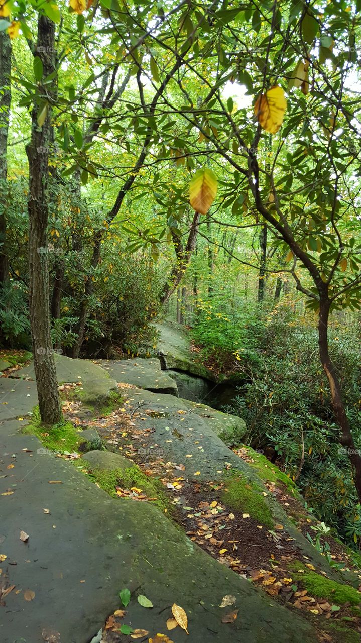 A rock ledge view of a forest in early autumn with the sun dappling the leaves.