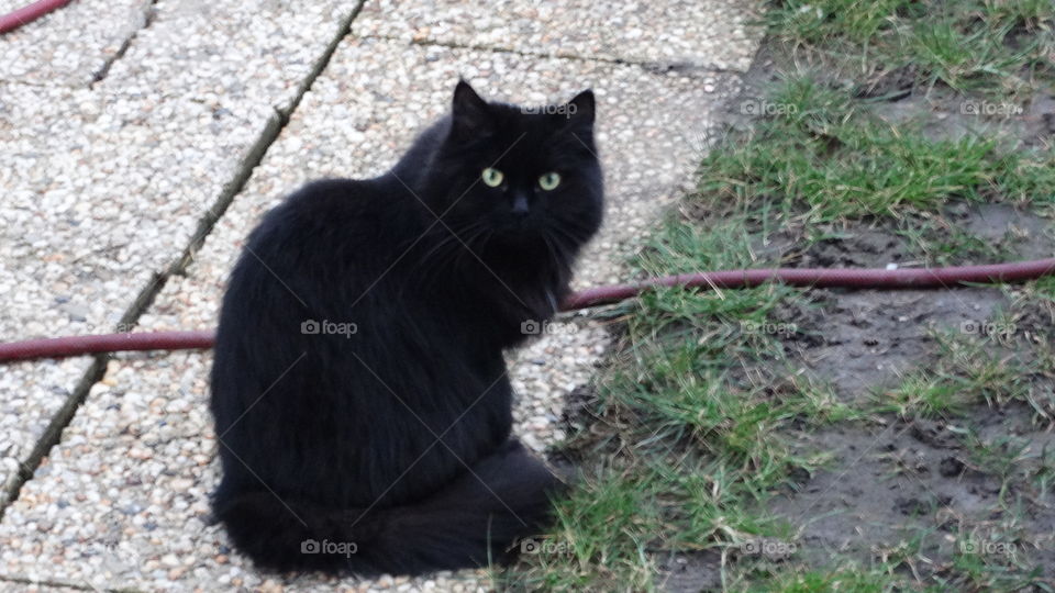 black cat to sit in frontyard
