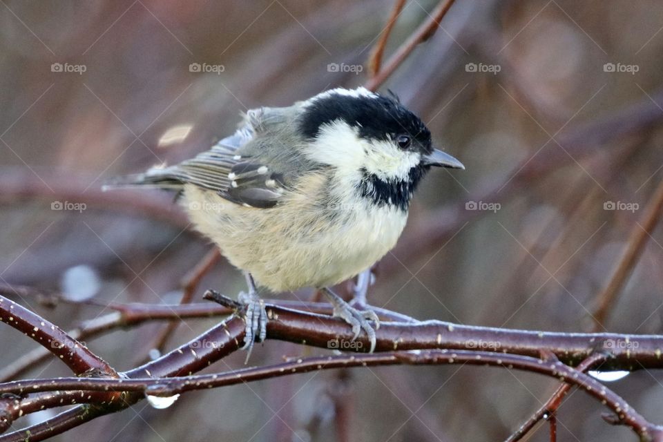Coal Tit 