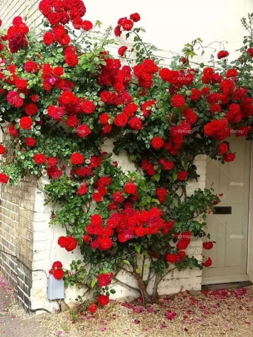 In spring there is a miniature rose almost on every wall