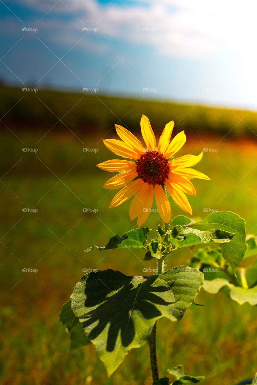 Sunflower