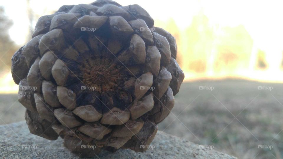 Pine Cone Eye 1