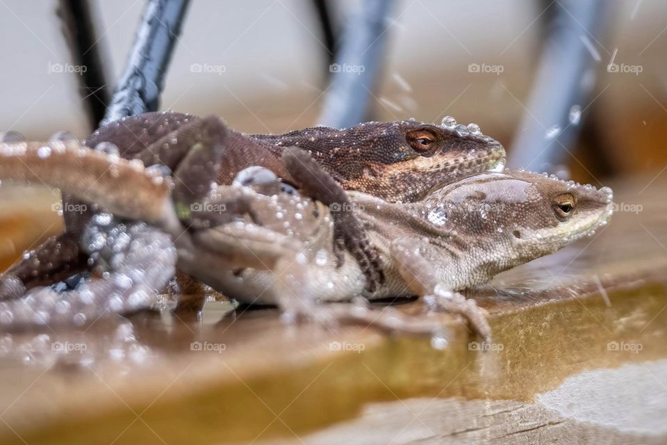 Nothing screams spring like frolicking in the rain. Carolina Anoles, Raleigh, North Carolina. 