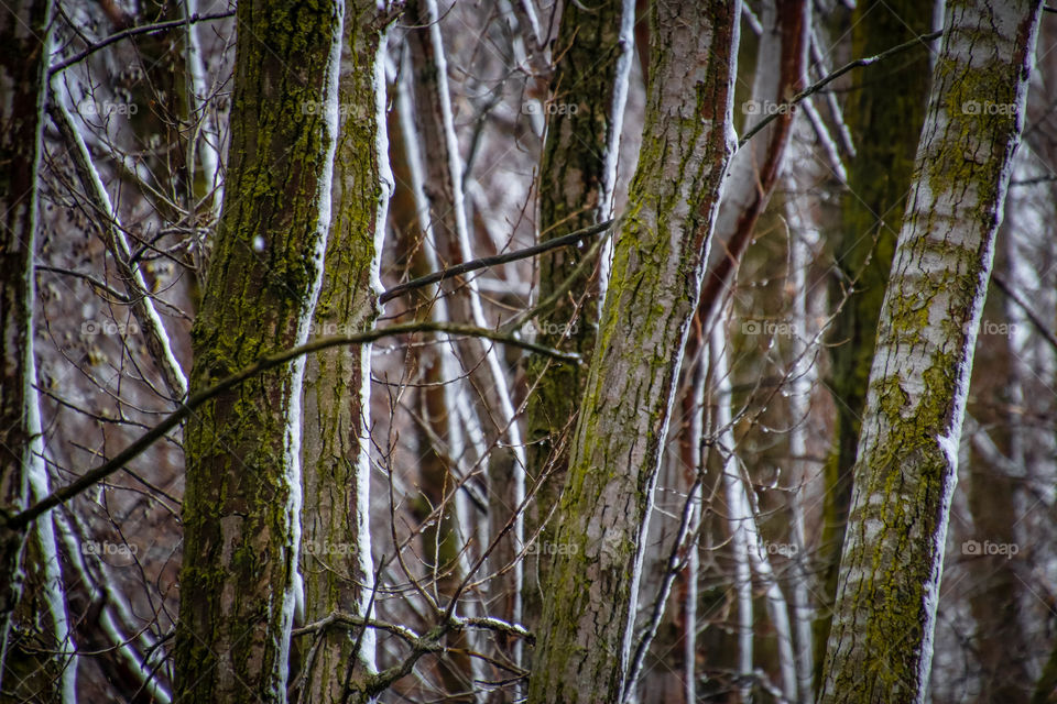 Forest in winter