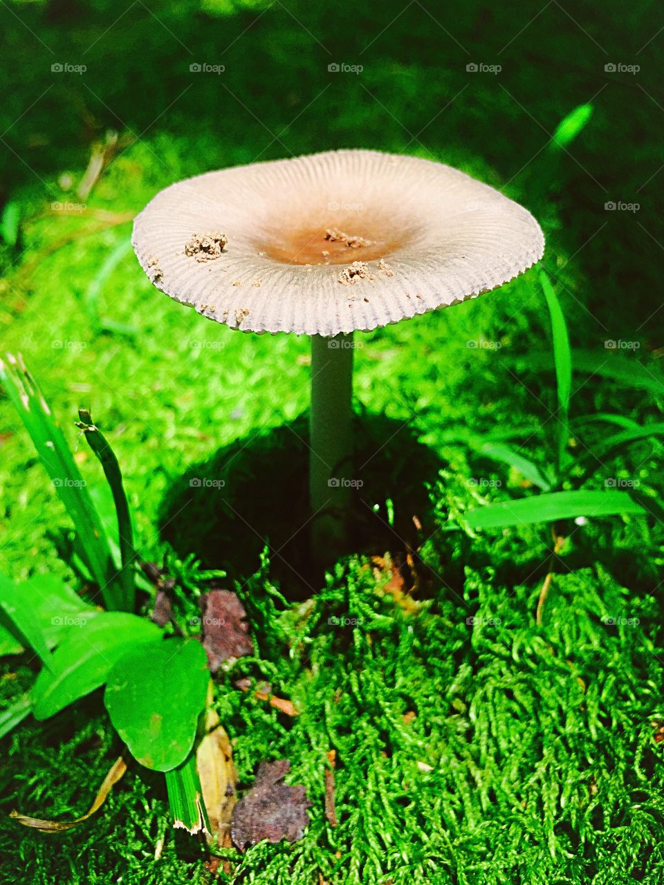 Mushroom in the moss.