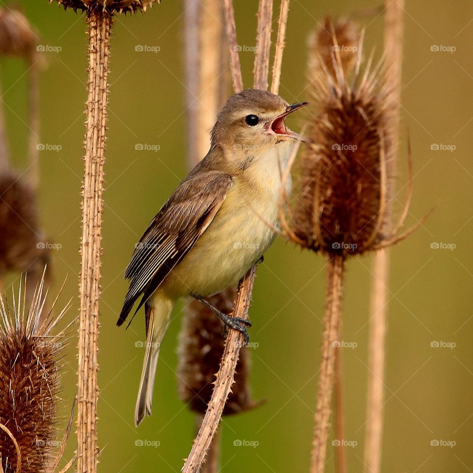 warbling  vireo