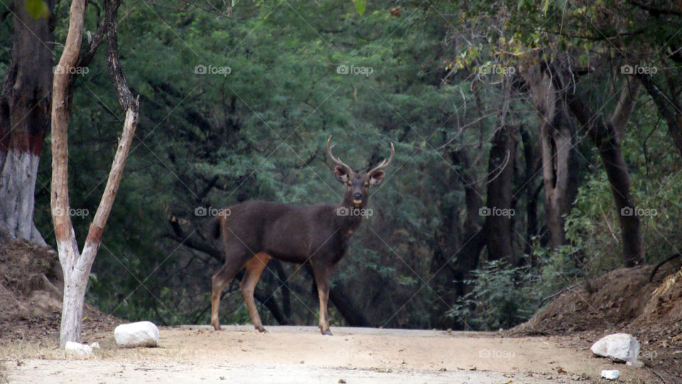 A surprise appearance brings joy which cannot be planned or designed by a human mind.