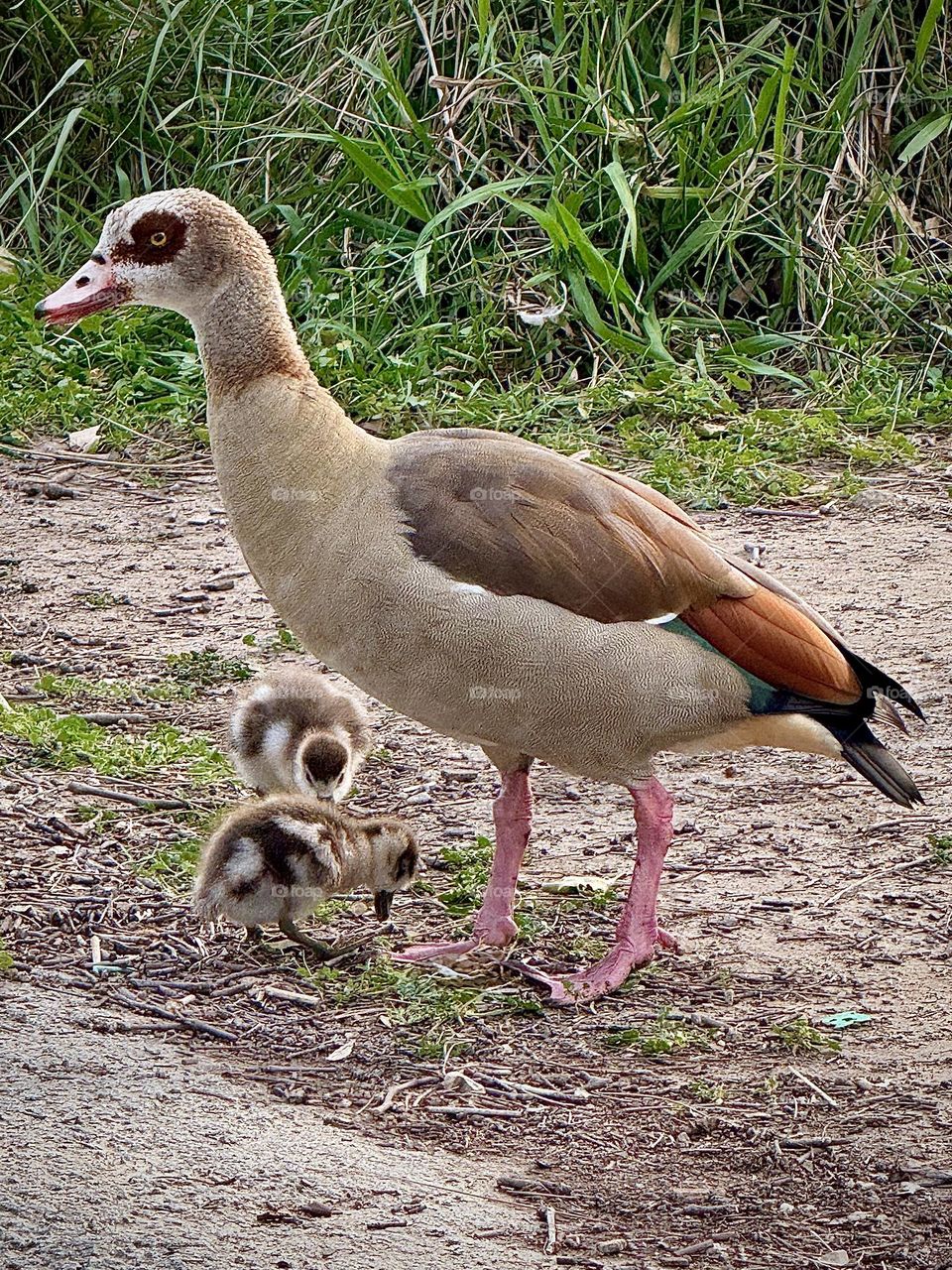 Egyptian Goose Parent
