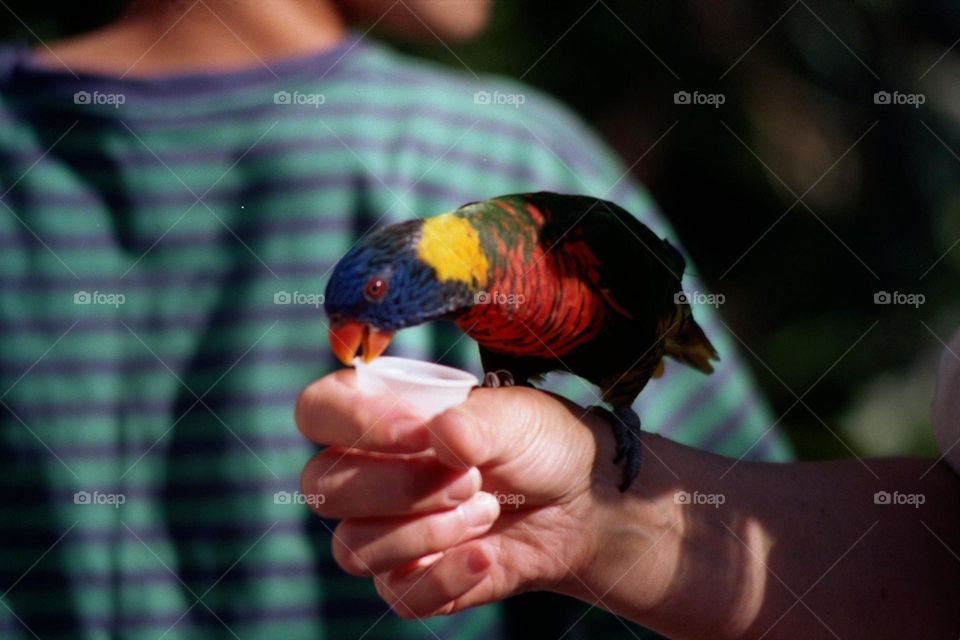 Feeding a tropical bird