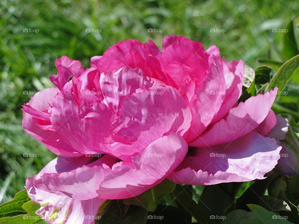 Peony flower
