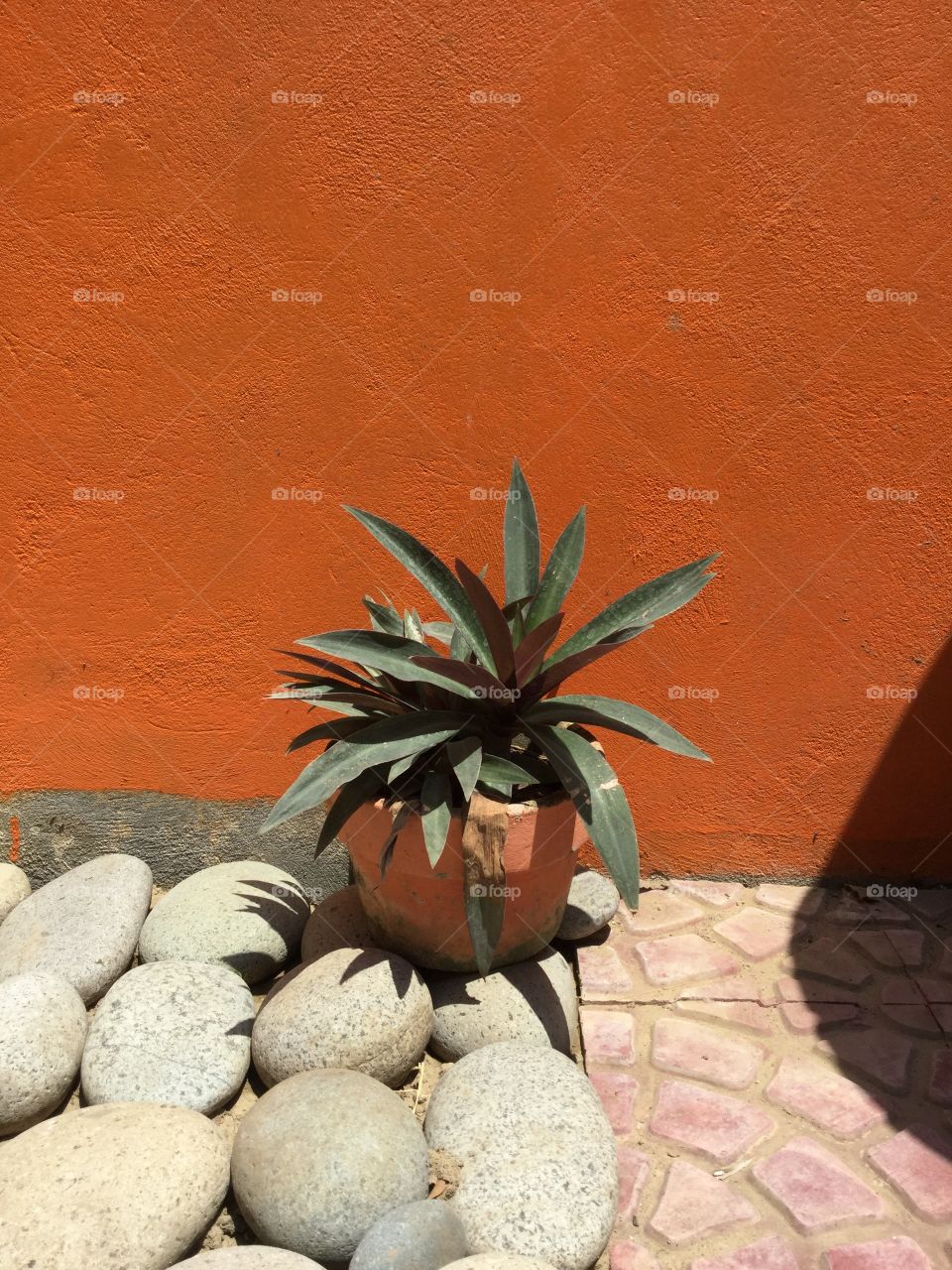 Plant and an orange background.