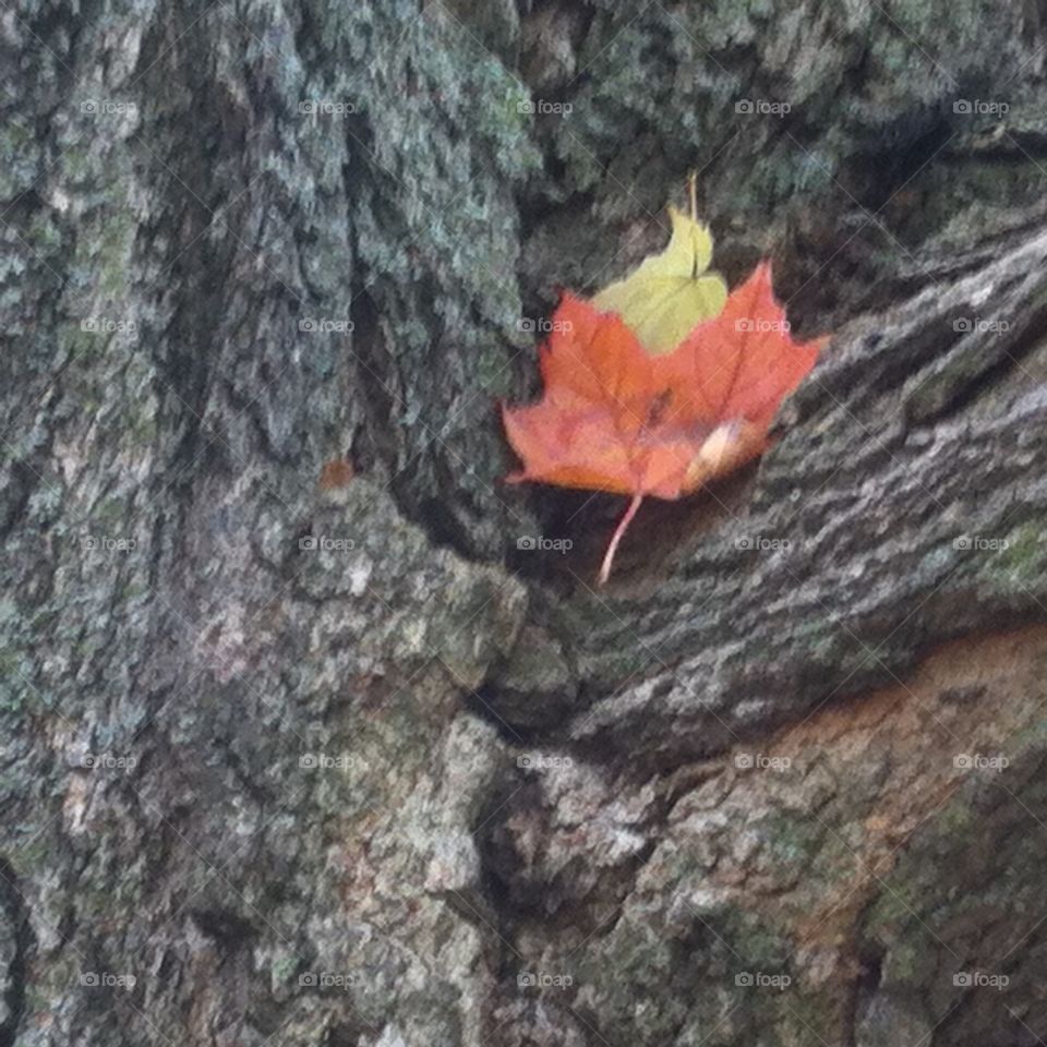 Falling leaves caught on a tree limb.