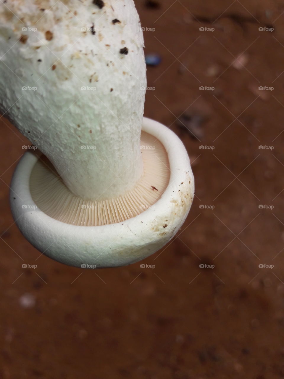 round mushroom