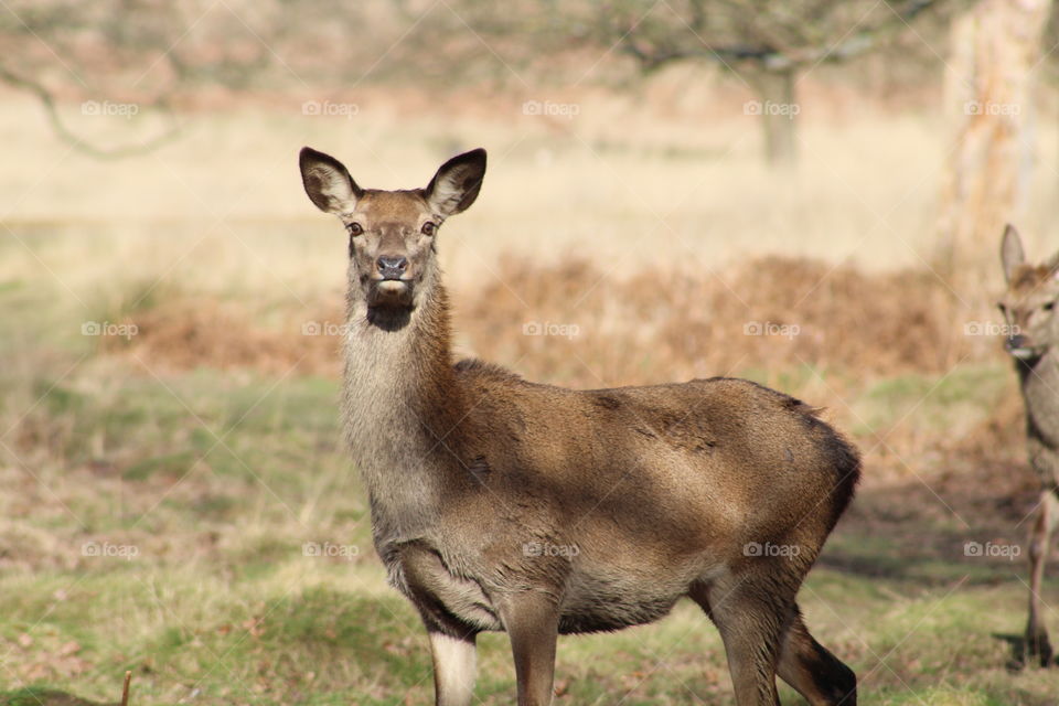 Deer at Richmond park