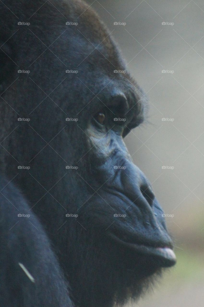 Lowland Gorilla face