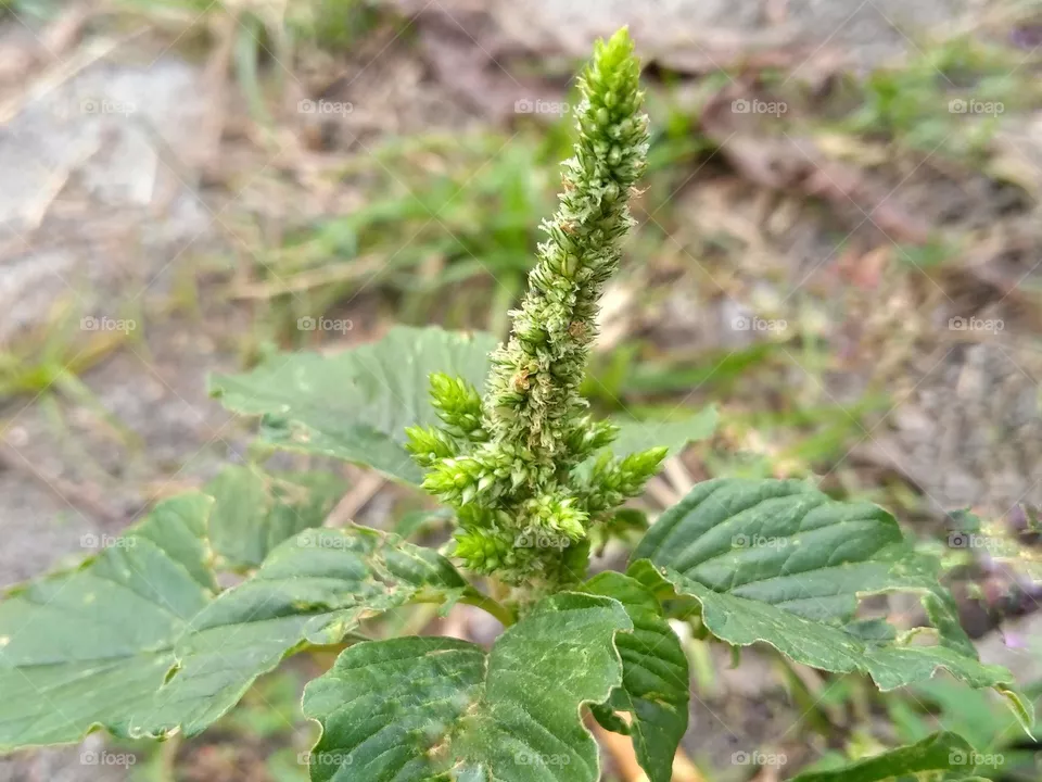 Spinach flower on the ground
