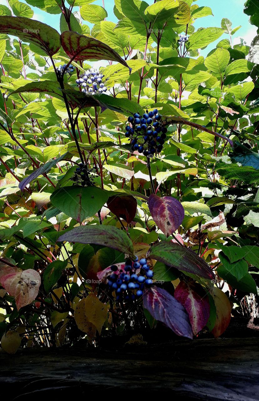 ripening fruits of the dogwood