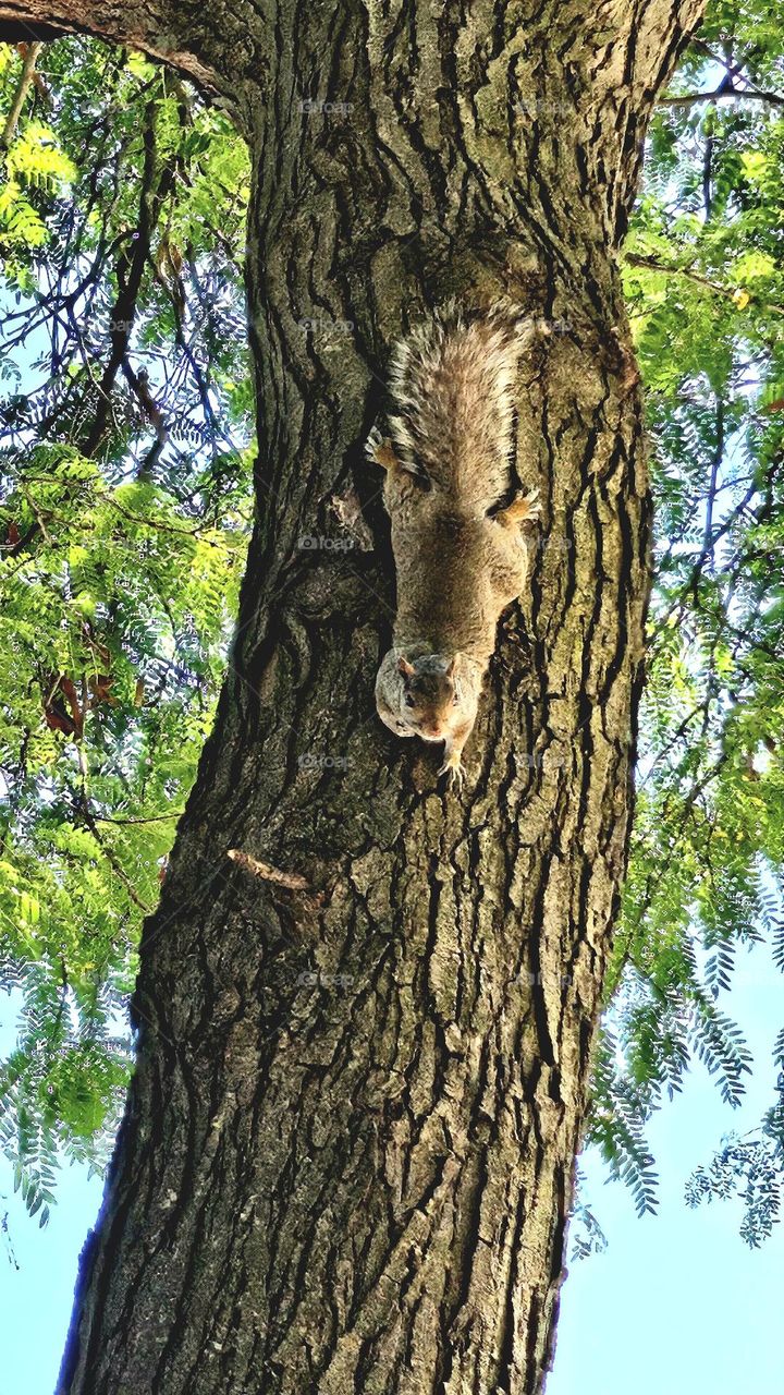 A typical New York City stare down by a squirrel.