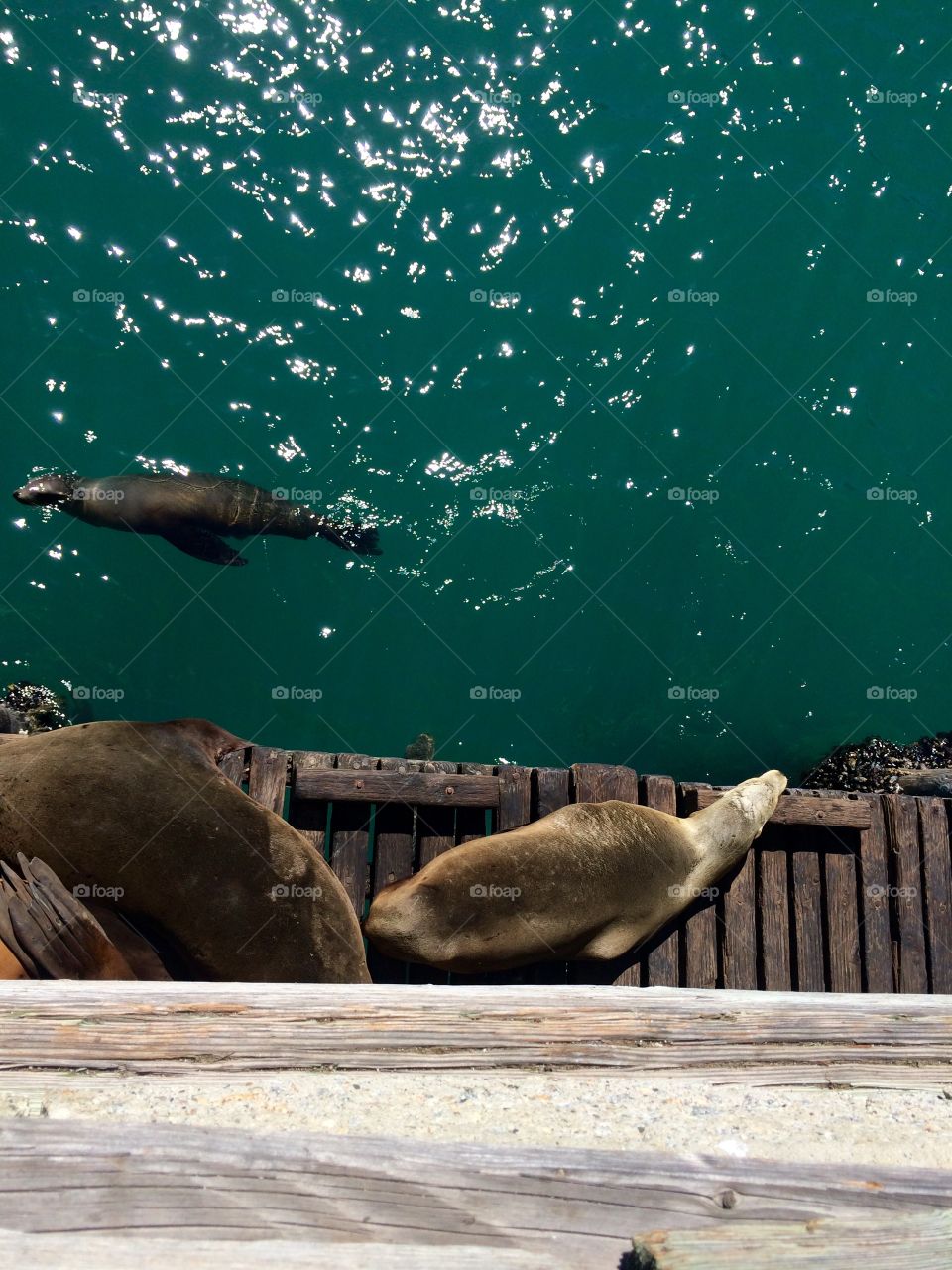Seals. Seals