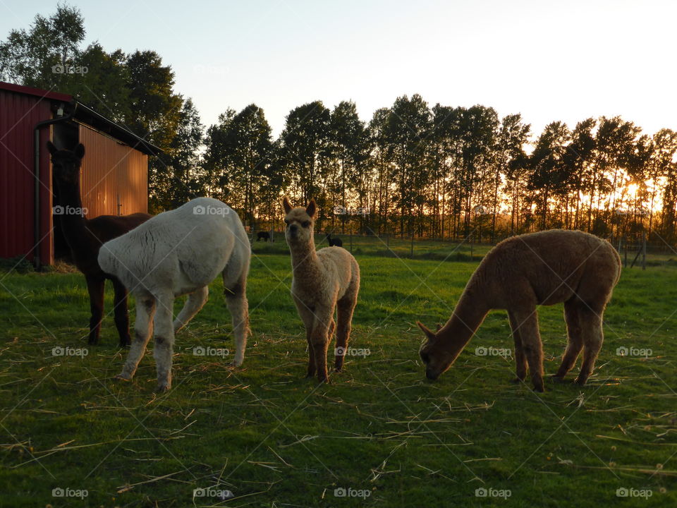 Alpacas grazing during sunset