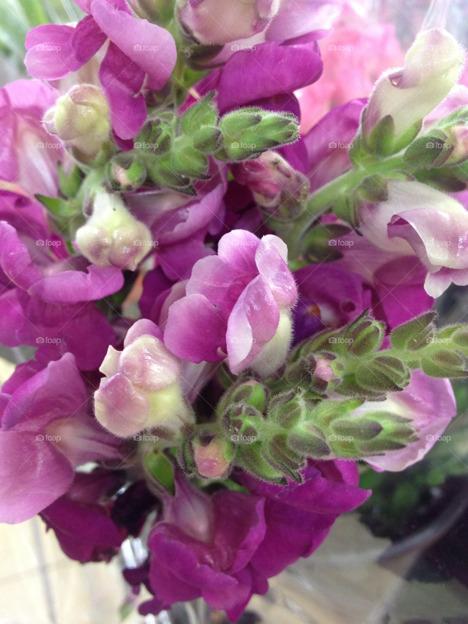 Close-up of pink flower