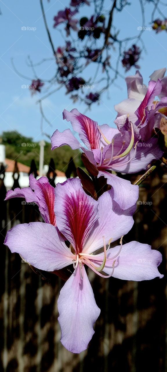 Pink flowers on tree