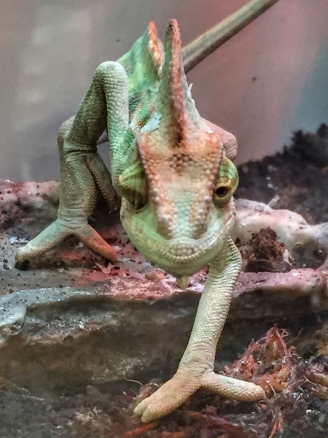 reptile