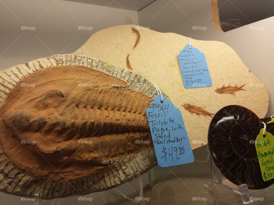 Giant Trilobite