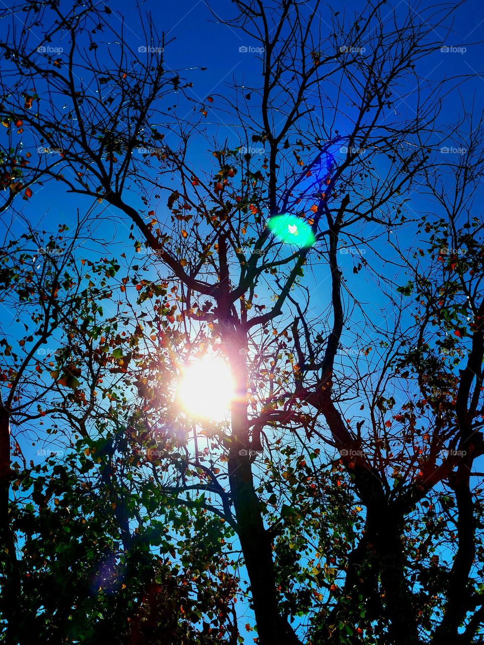 Sun shining through autumn leaves