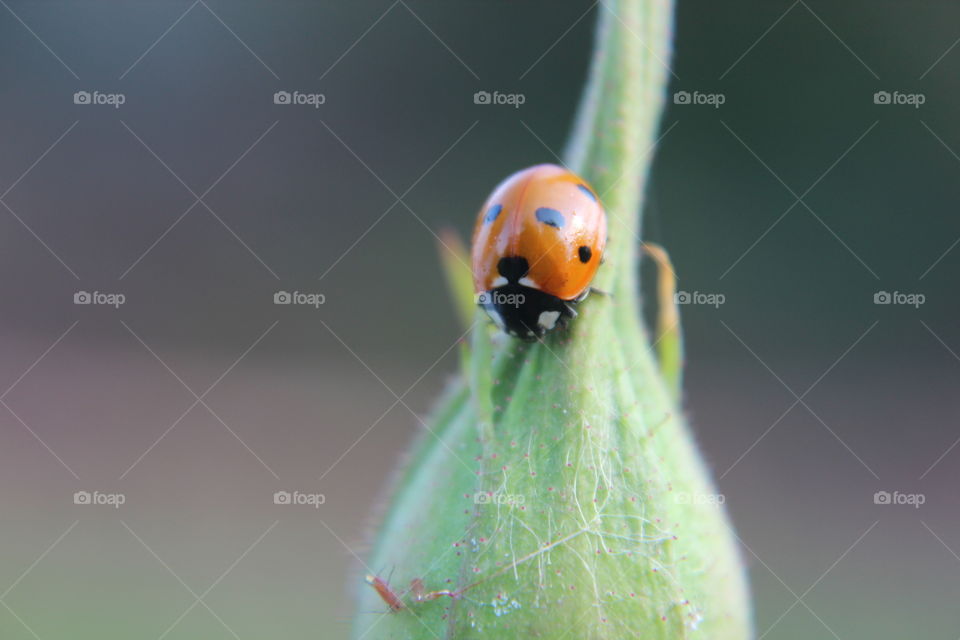 ladybug on flower