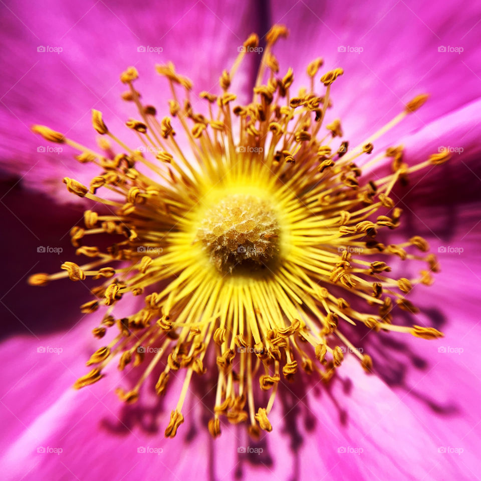 Macro photography of beautiful Carolina rose with yellow pollen and pink petals.