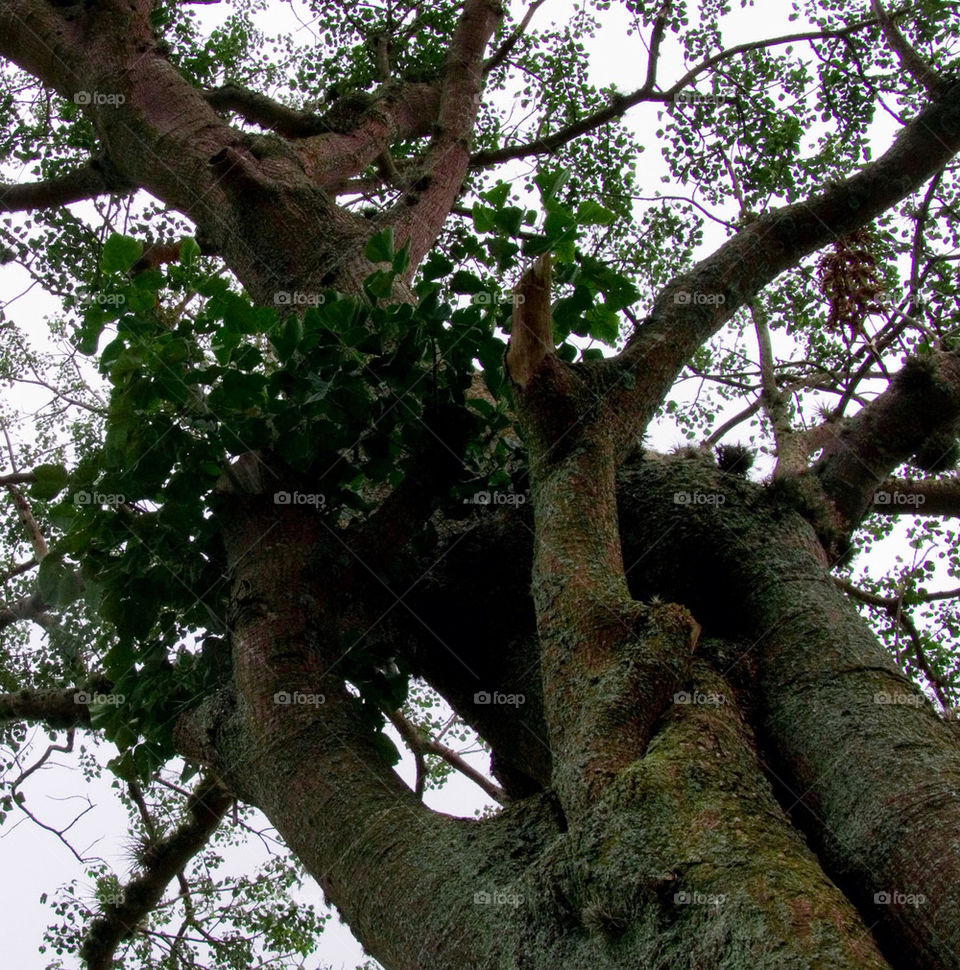 wood tree leaves tall by teodorico