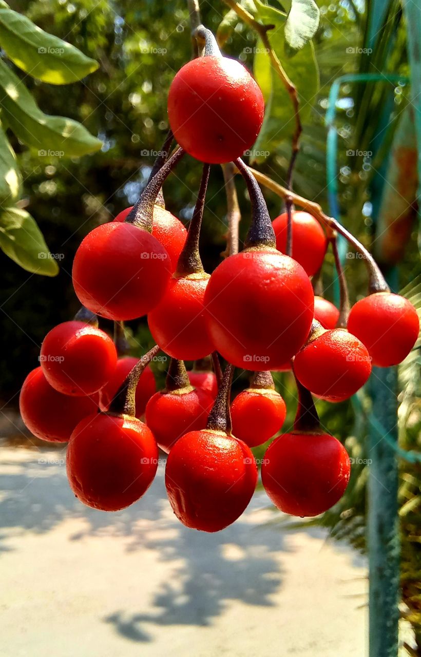 Solanum dulcamara