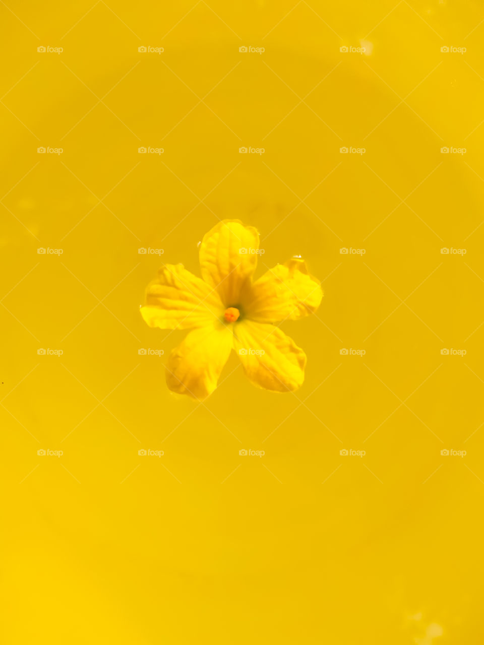 One yellow flower and yellow background natural effect